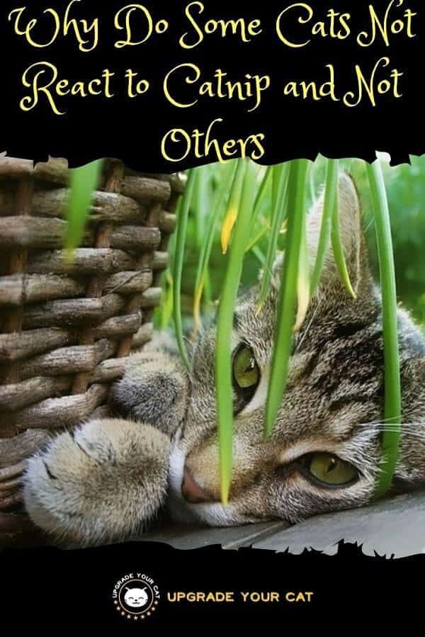 Why Do Some Cats Not React to Catnip and Not Others