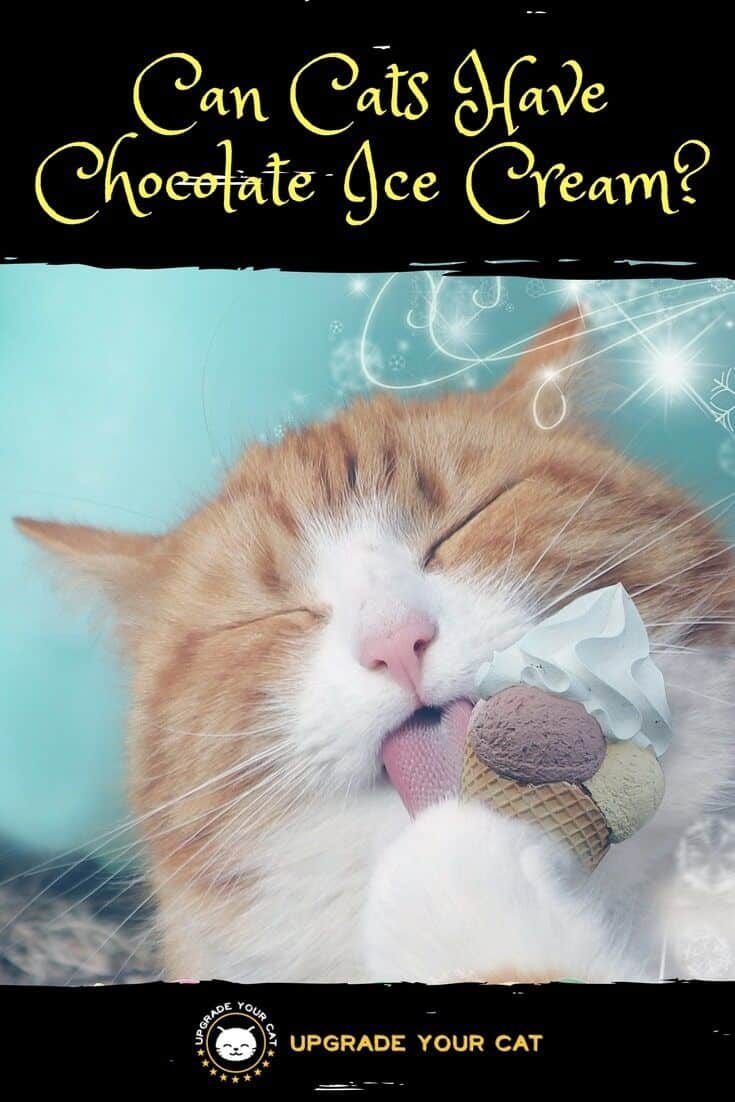 Can Cats Have Chocolate Ice Cream