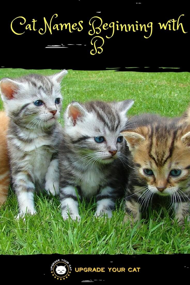 Cat Names Beginning with B