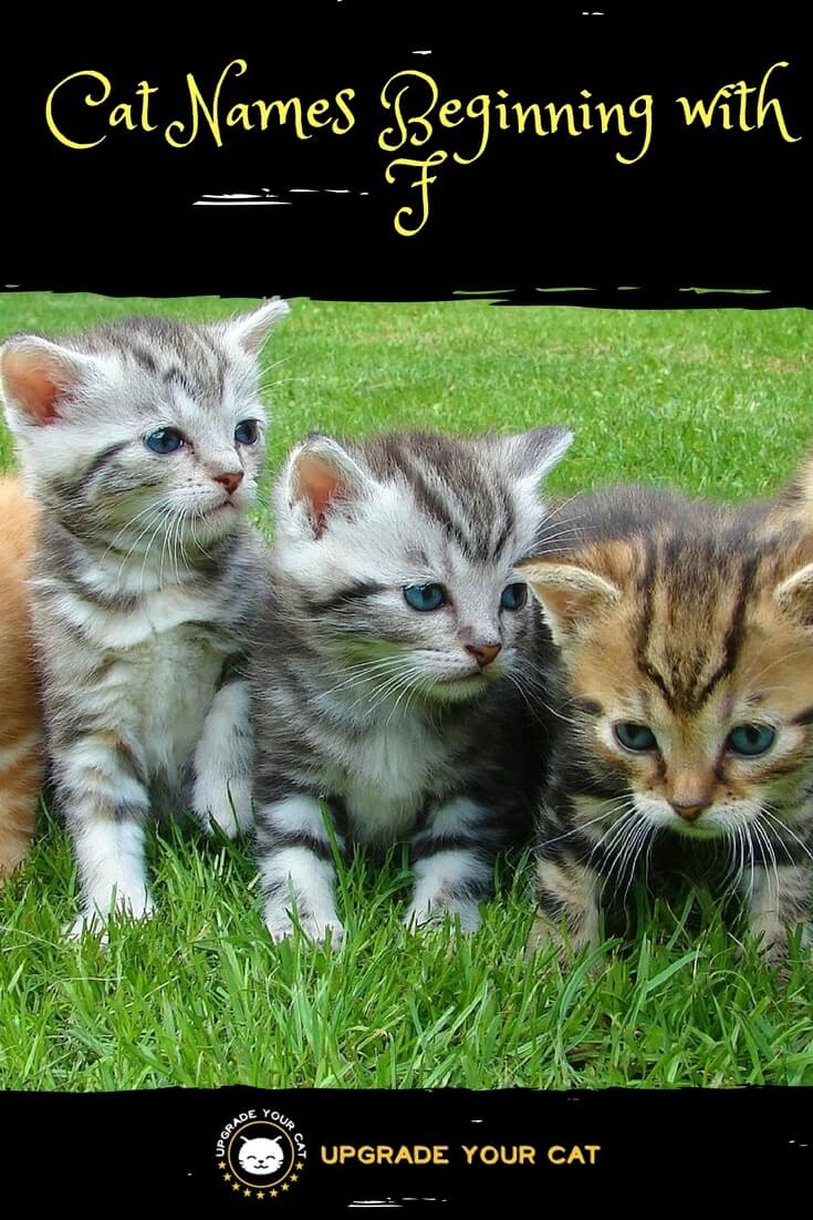Cat Names Beginning with F