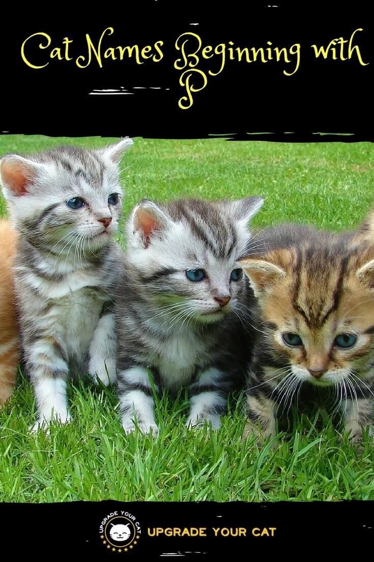 Cat Names Beginning with P