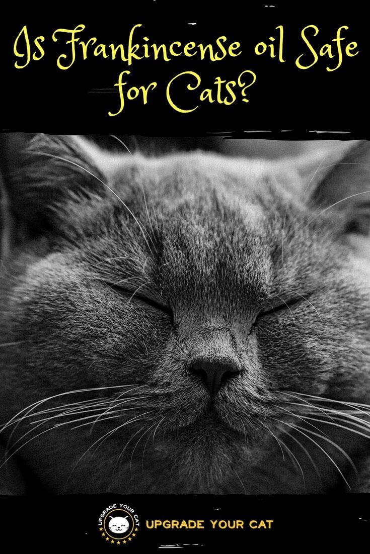 Is Frankincense Oil Safe for Cats