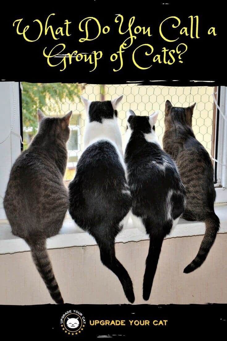 What Do You Call a Group of Cats