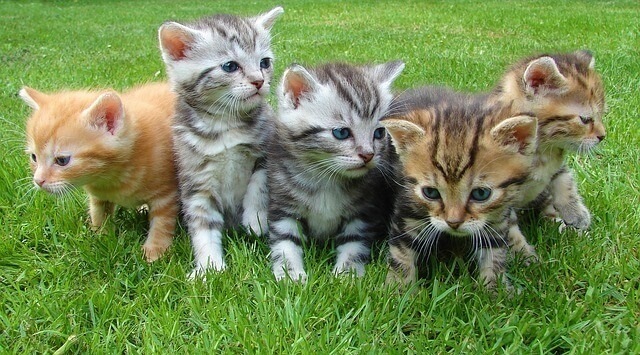 What do you call a group of kittens
