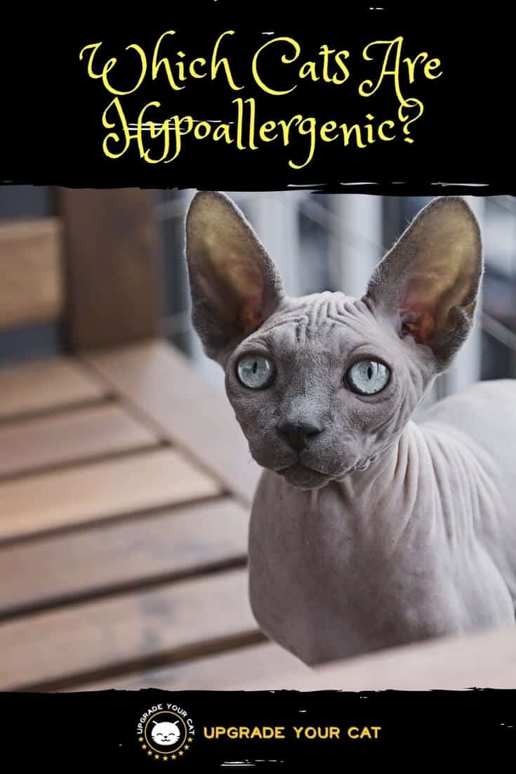 Which Cats Are Hypoallergenic