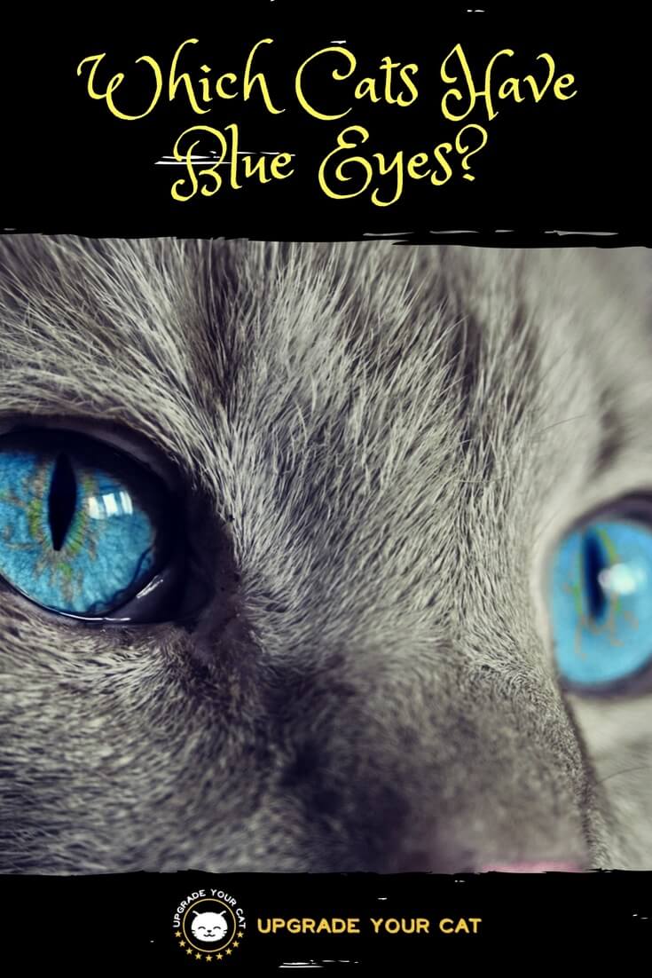 Which Cats Have Blue Eyes