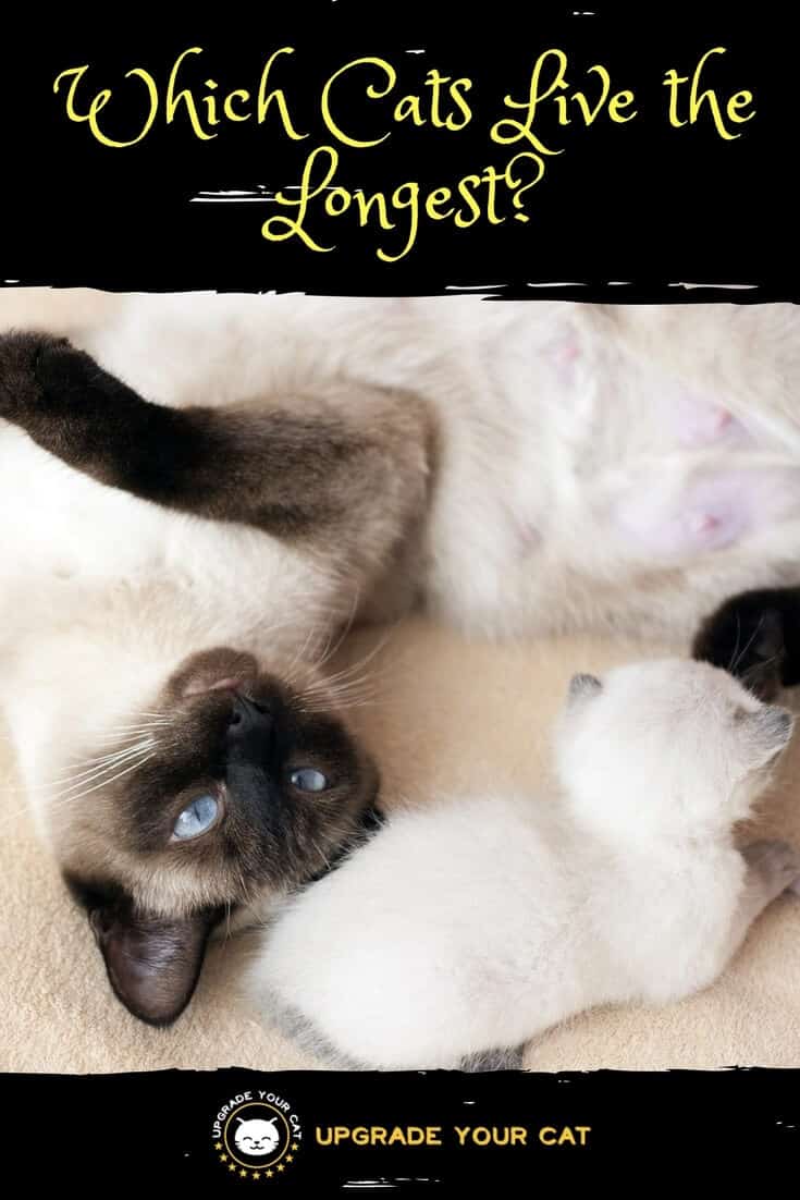 Which Cats Live the Longest