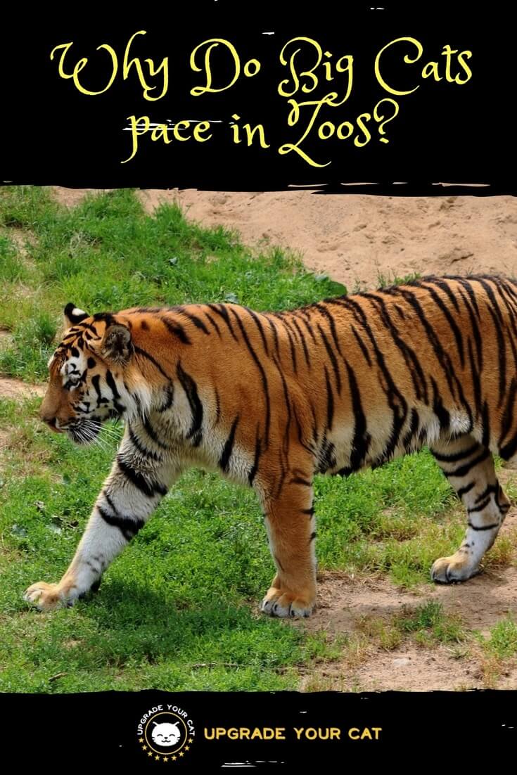 Why Do Big Cats pace in Zoos