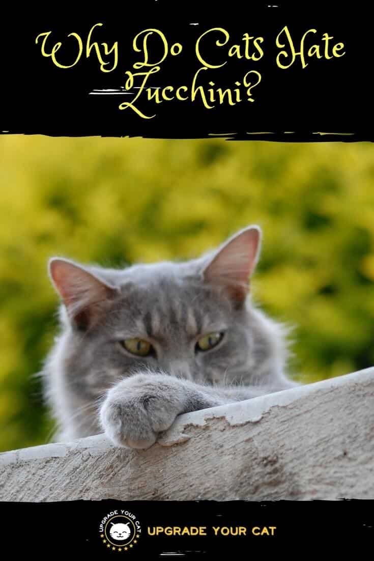 Why Do Cats Hate Zucchini