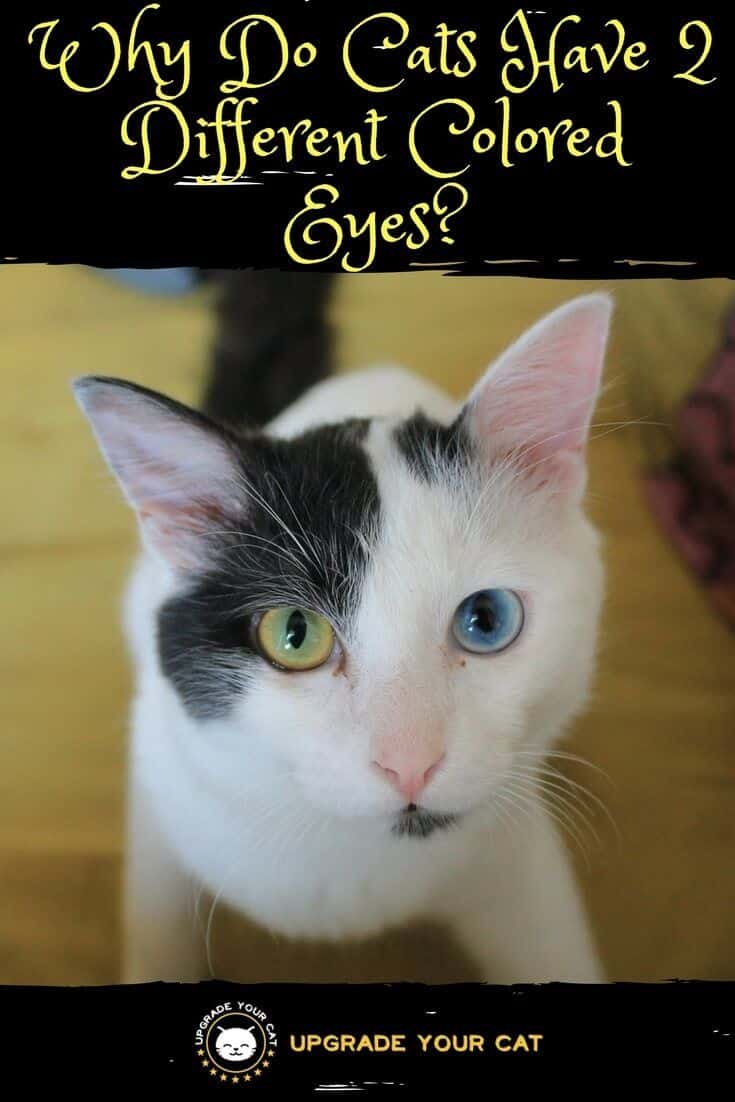 Why Do Cats Have 2 Different Colored Eyes