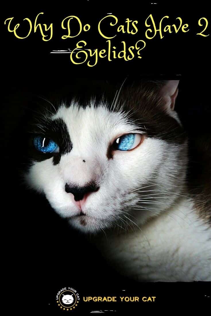 Why Do Cats Have 2 Eyelids