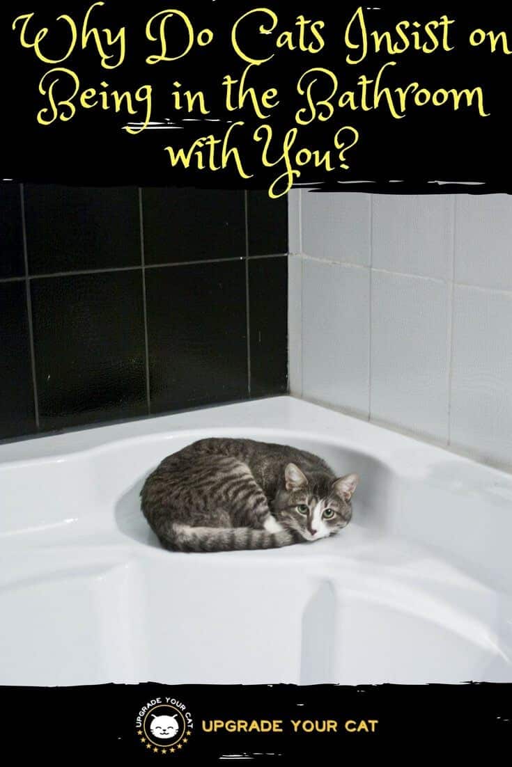 Why Do Cats Insist on Being in the Bathroom with You