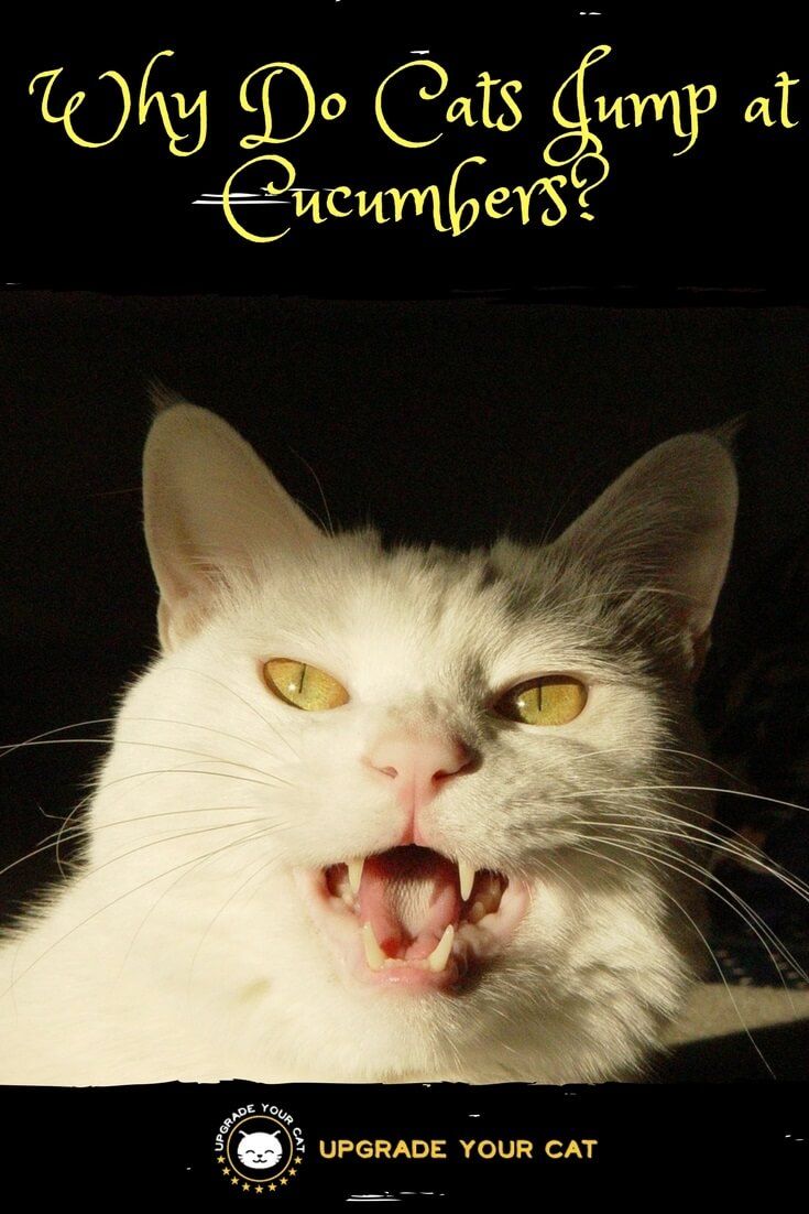 Why Do Cats Jump at Cucumbers