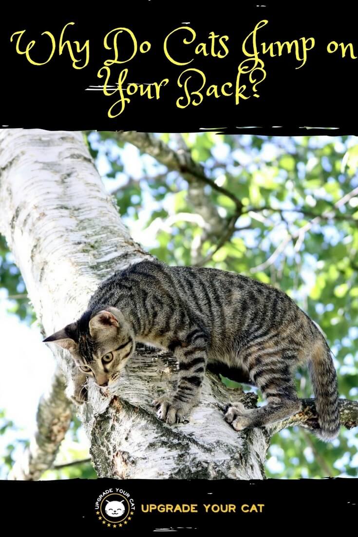 Why Do Cats Jump on Your Back