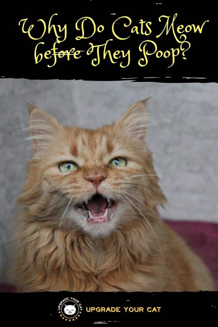 Why Do Cats Meow before They Poop