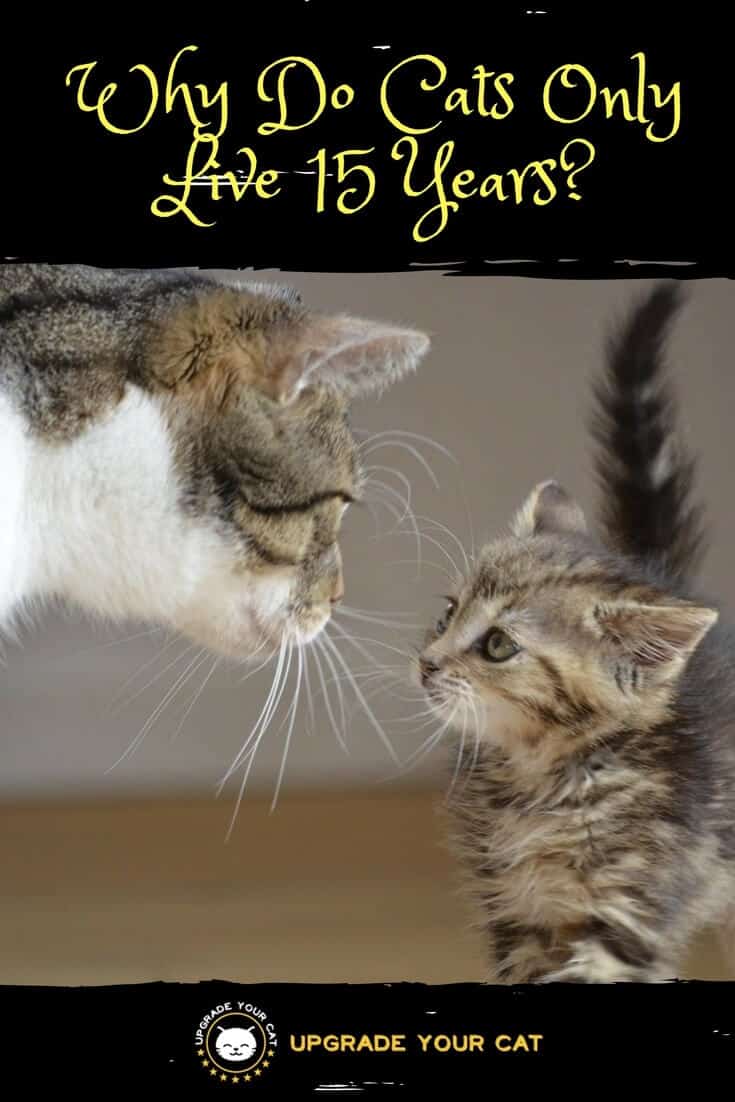 Why Do Cats Only Live 15 Years