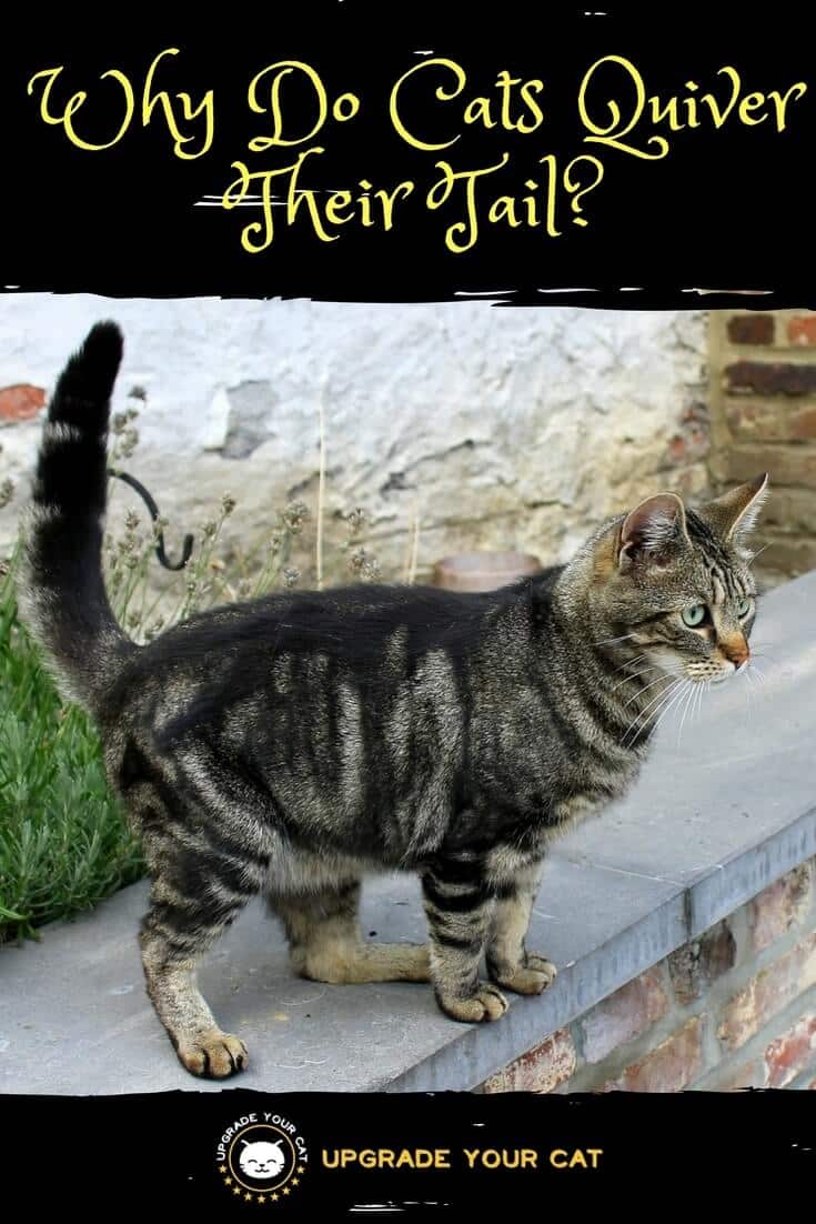 Why Do Cats Quiver Their Tail