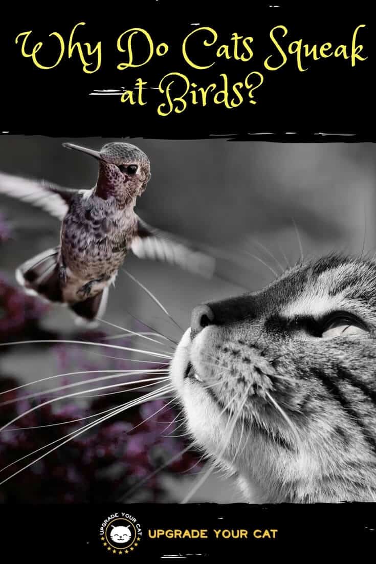 Why Do Cats Squeak at Birds