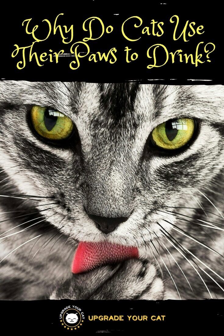 Why Do Cats Use Their Paws to Drink
