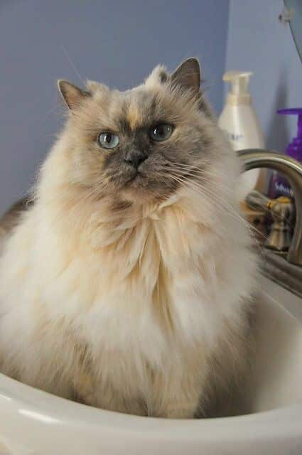 Why Do Cats Watch You Poop