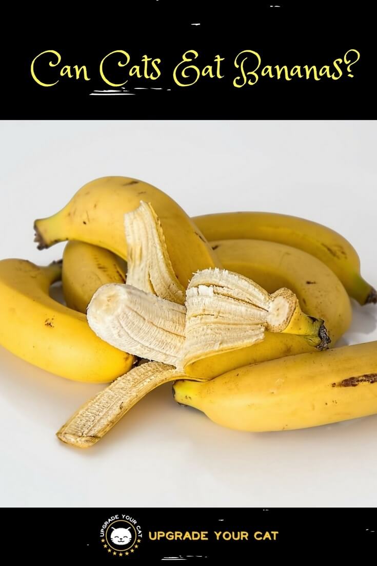 Can Cats Eat Bananas