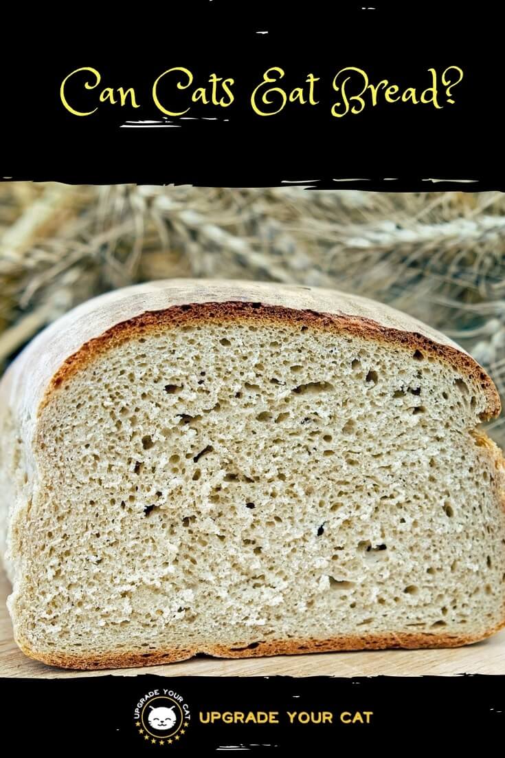 Can Cats Eat Bread
