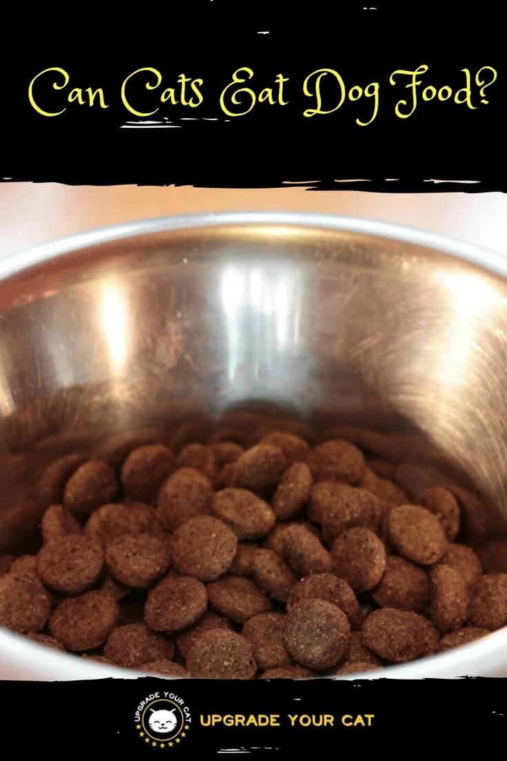 Can Cats Eat Dog Food