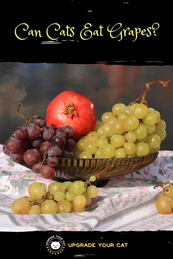 Can Cats Eat Grapes