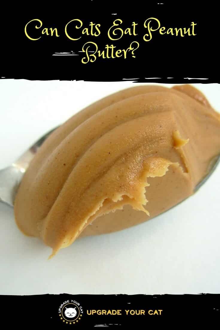 Can Cats Eat Peanut Butter