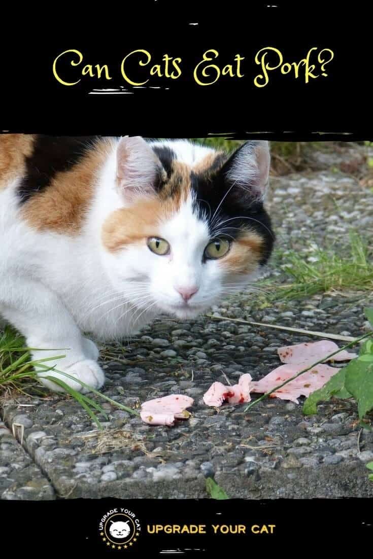Can Cats Eat Pork