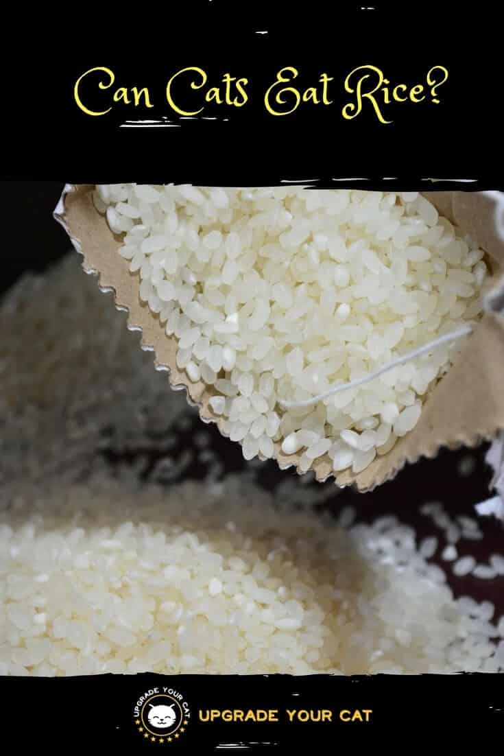 Can Cats Eat Rice