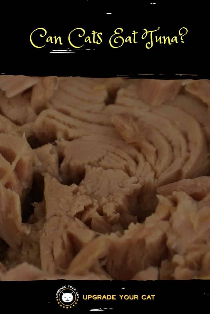Can Cats Eat Tuna