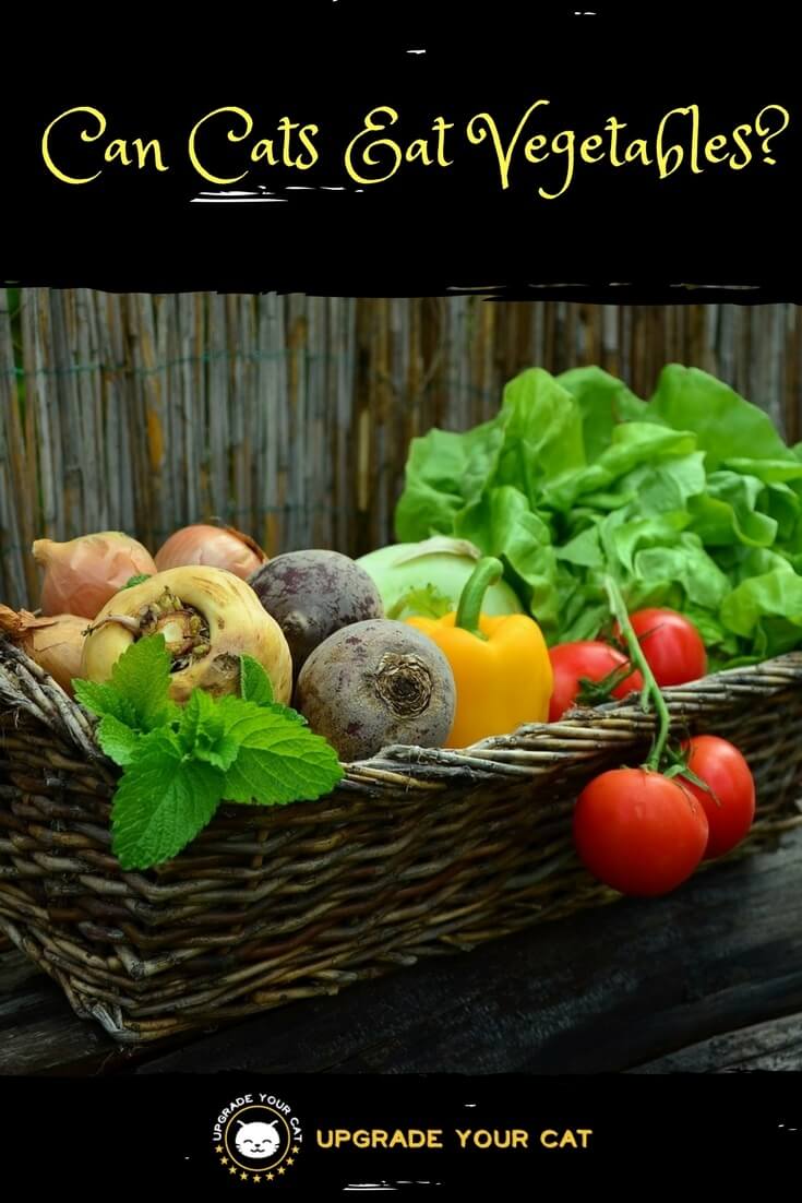 Can Cats Eat Vegetables
