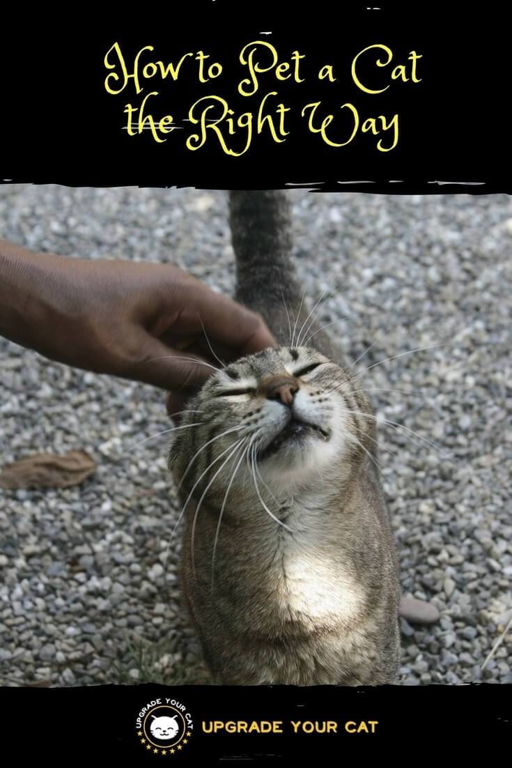 How to Pet a Cat the Right Way
