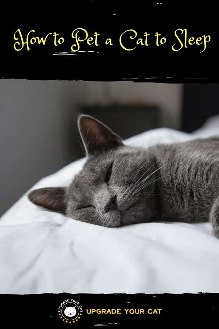 How to Pet a Cat to Sleep