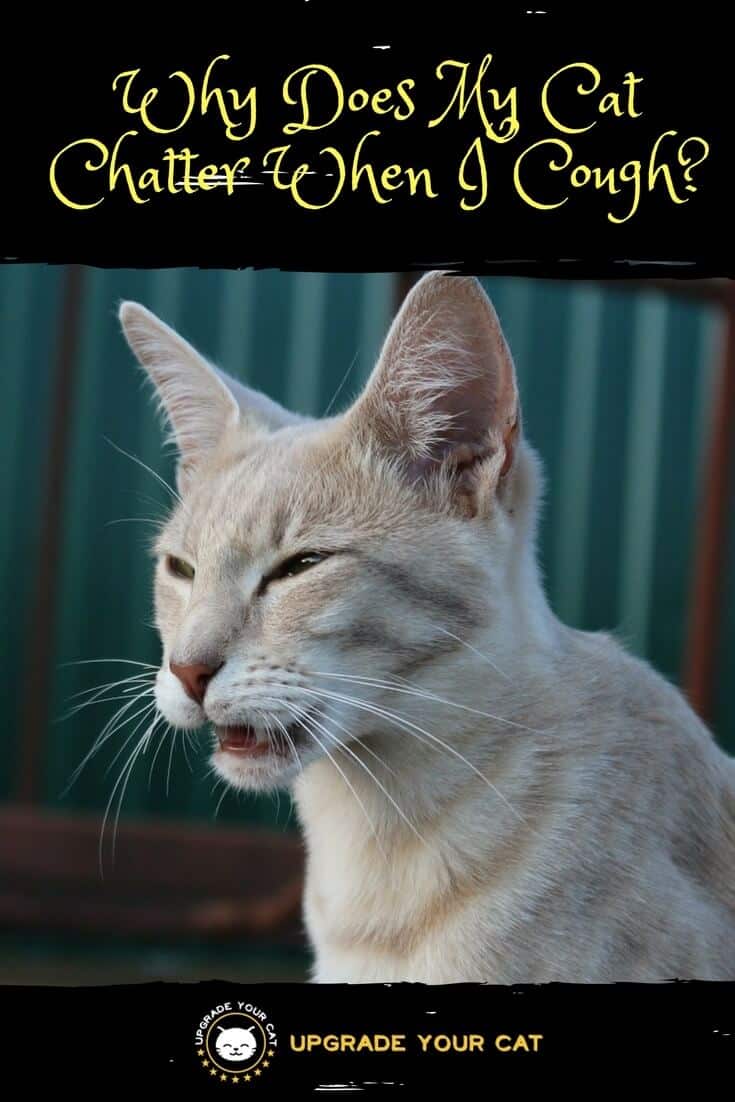 My Cat Chatters When I Cough