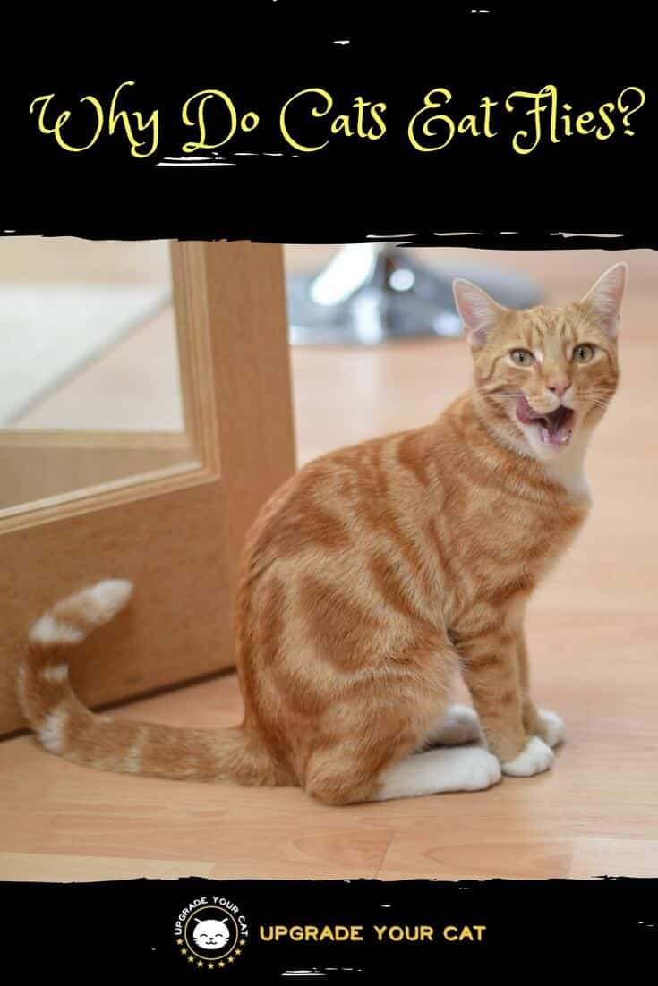 Why Do Cats Eat Flies