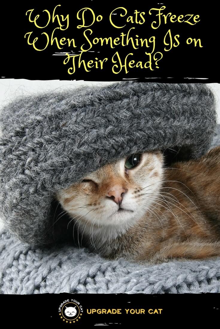 Why Do Cats Freeze When Something Is on Their Head