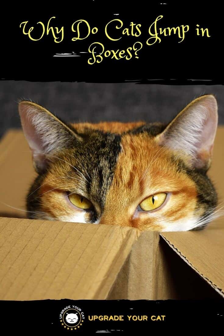 Why Do Cats Jump in Boxes