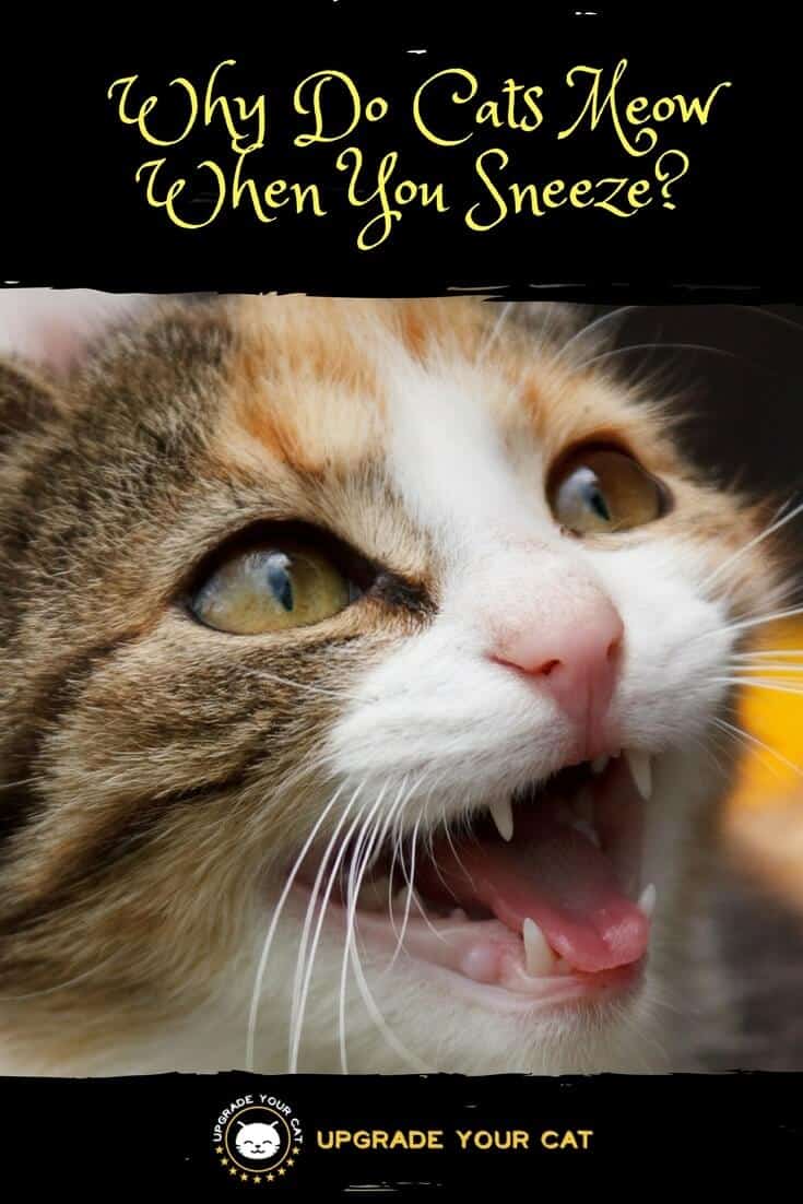 Why Do Cats Meow When You Sneeze