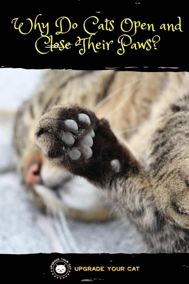 Why Do Cats Open and Close Their Paws