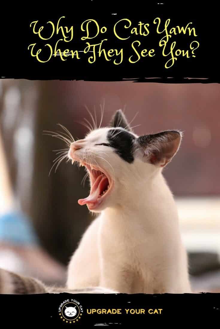 Why Do Cats Yawn When They See You
