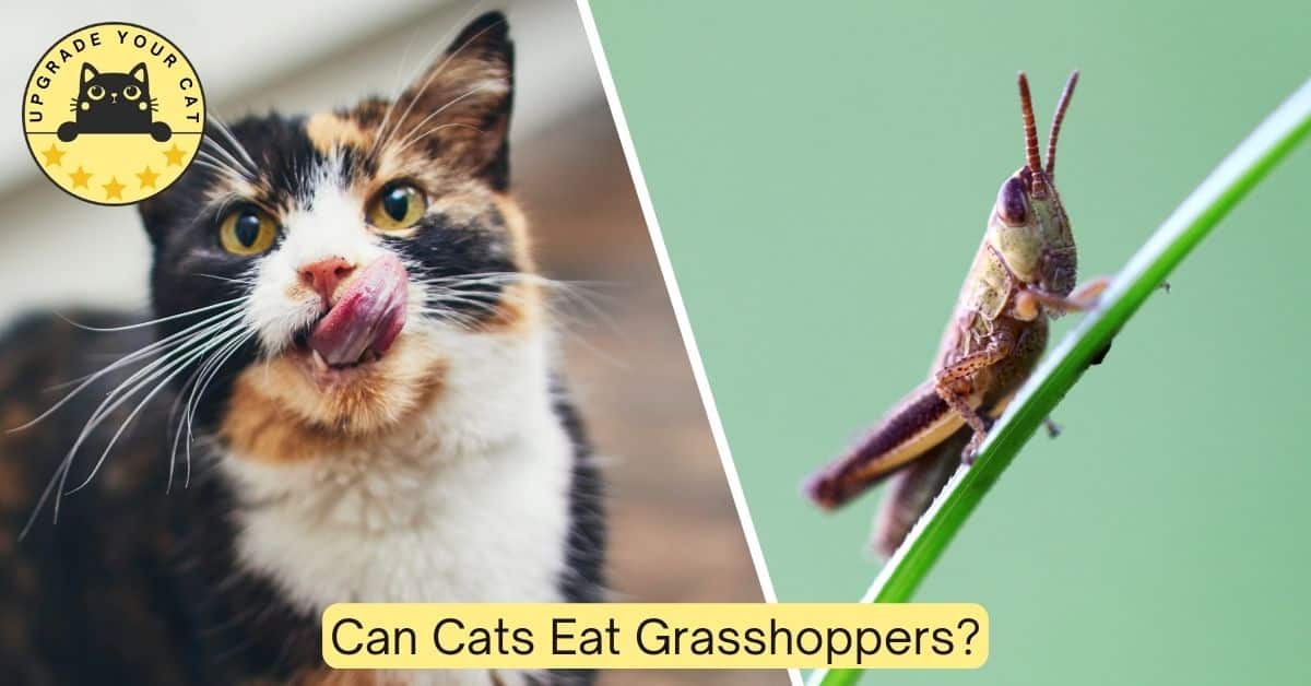 Can cats eat grasshoppers?
