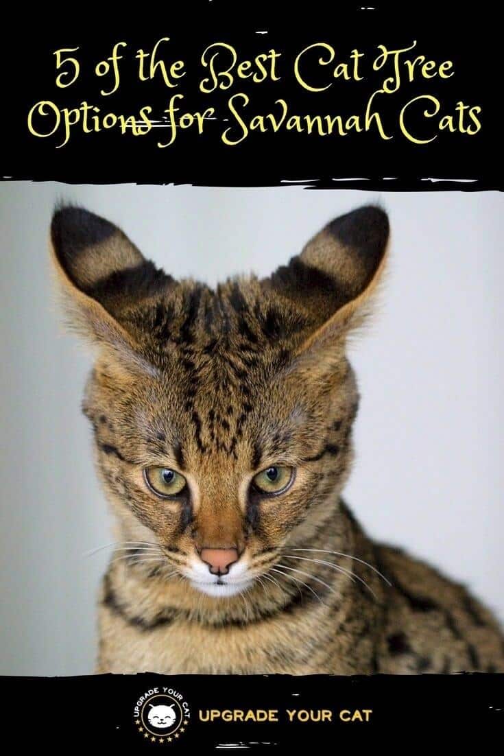Best Cat Tree for Savannah Cats