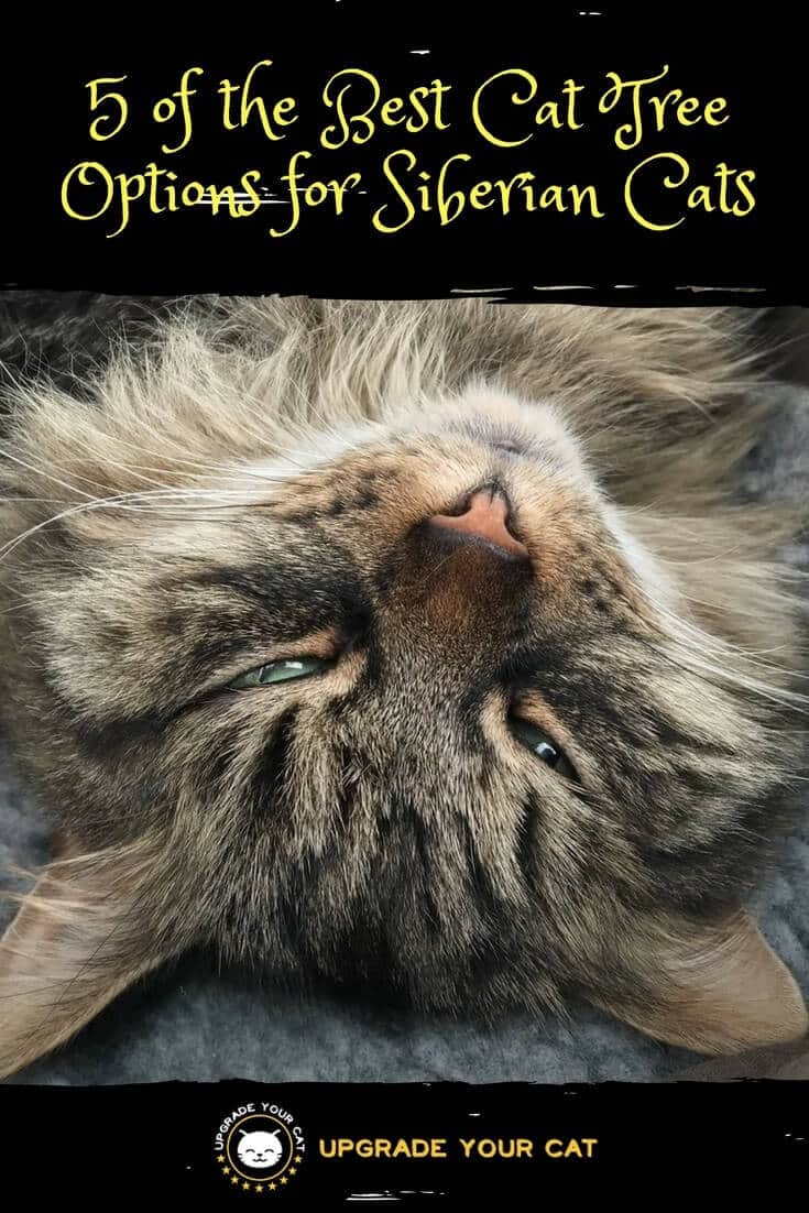 Best Cat Tree for Siberian Cats
