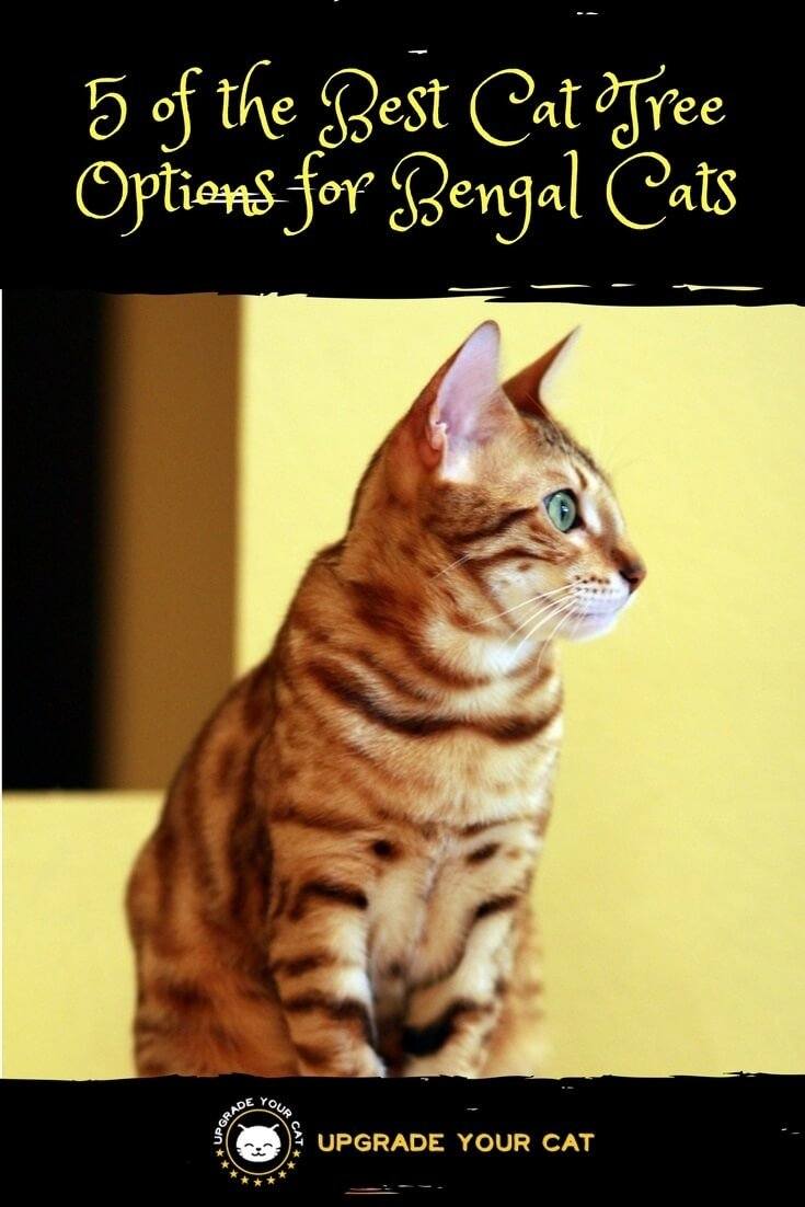 Best Cat Trees for Bengals