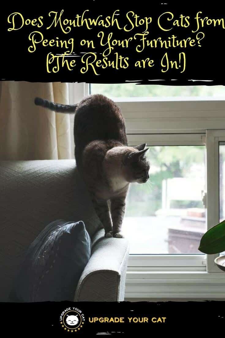 Using Mouthwash to Stop Cats from Peeing on Furniture