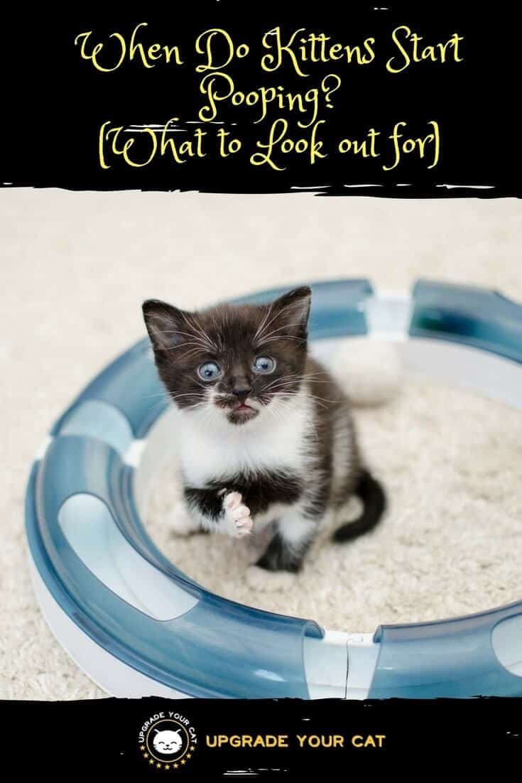 When Do Kittens Start Pooping