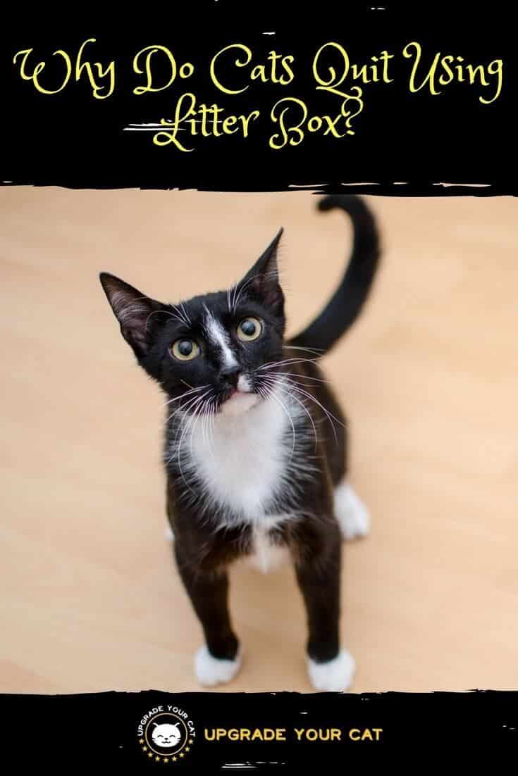 Why Do Cats Quit Using Litter Box