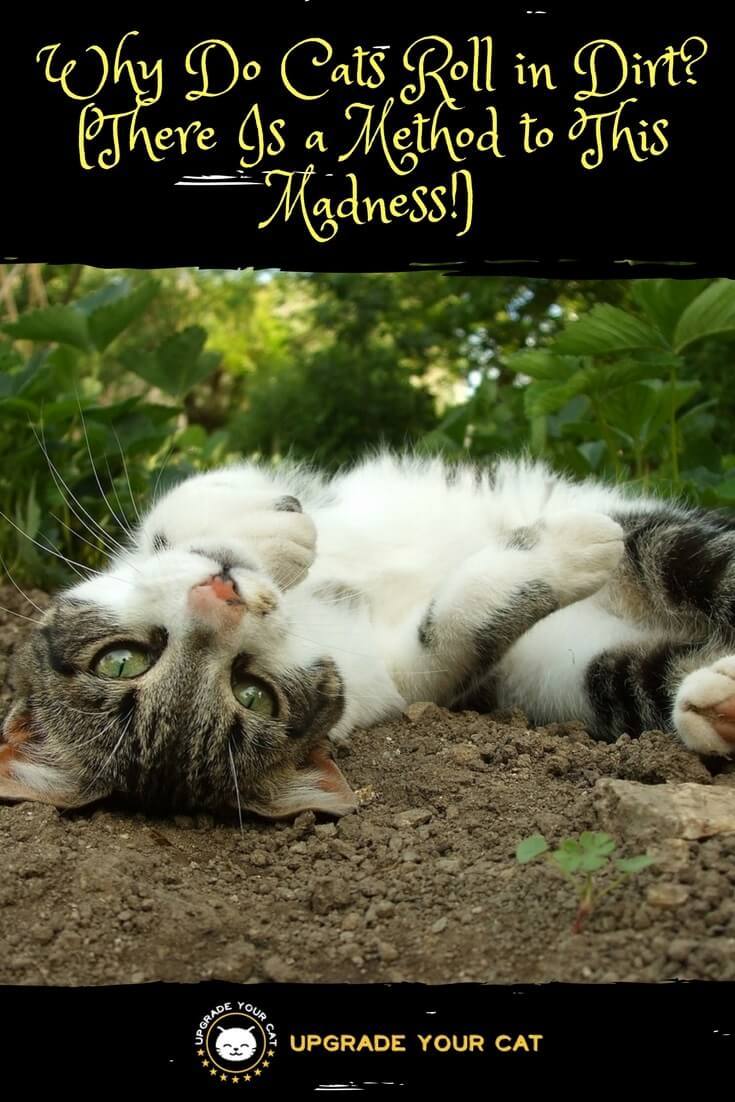Why Do Cats Roll in Dirt